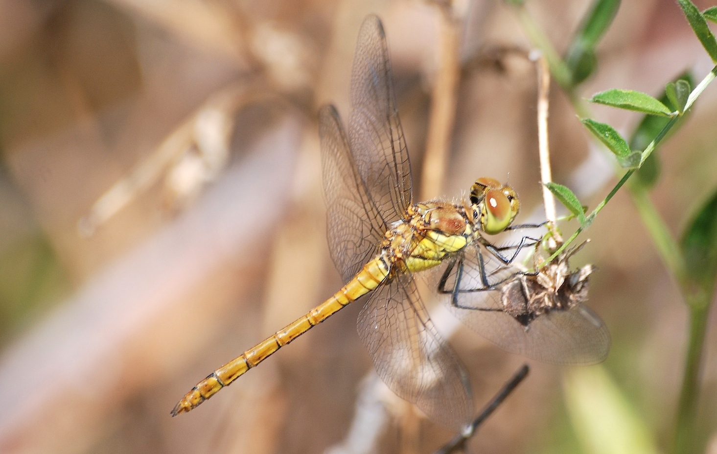 Sympetrum fonscolombii ?